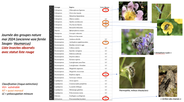 Liste insectes observés avec statut liste rouge